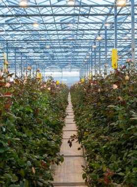 greenhouse with roses. agricultural. roses greenhouse. hot house,