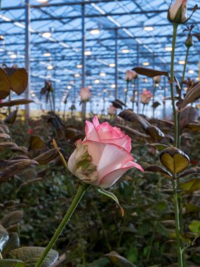 greenhouse with roses. agricultural. roses greenhouse. hot house,