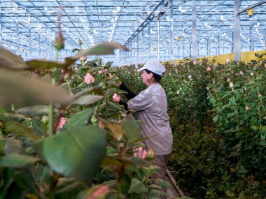 Güllerle çalışan bir kadın serada çalışırken onları rafa koyuyor serada gül kesen bir kadın. Kadın günü. 8 Mart