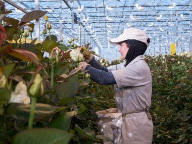 young woman with a plant in the greenhouse