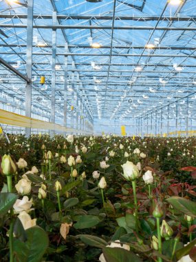 greenhouse with roses. agricultural. roses greenhouse. hot house,