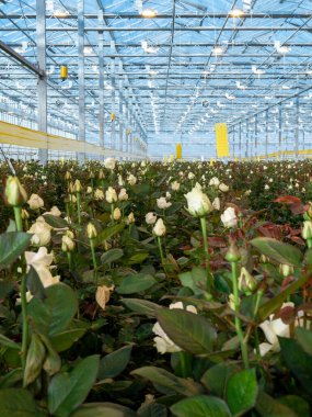 greenhouse with roses. agricultural. roses greenhouse. hot house,