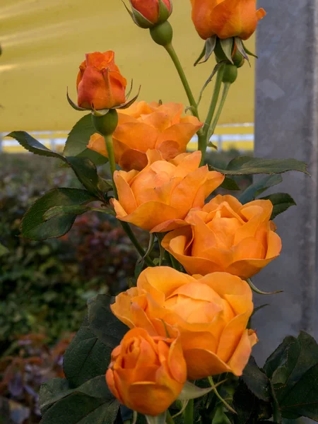 Greenhouse Roses Agricultural Roses Greenhouse Hot House — Stockfoto