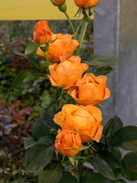 Greenhouse Roses Agricultural Roses Greenhouse Hot House — Photo