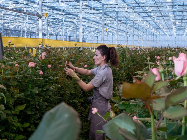 Woman working with roses she putting them on the shelf while working in greenhouse, Woman cutting roses at greenhouse. Woman day. 8 March