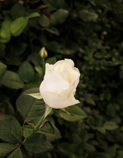 Greenhouse Roses Agricultural Roses Greenhouse Hot House — Stock Photo, Image