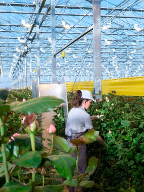 Güllerle çalışan bir kadın serada çalışırken onları rafa koyuyor serada gül kesen bir kadın. Kadın günü. 8 Mart