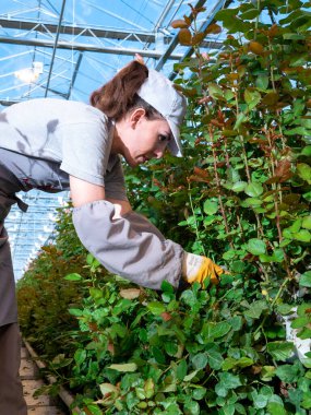 Güllerle çalışan bir kadın serada çalışırken onları rafa koyuyor serada gül kesen bir kadın. Kadın günü. 8 Mart