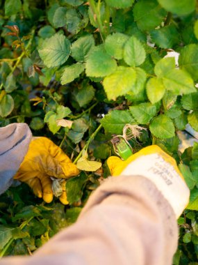 women care about beautiful roses while working in greenhouse. worker carrying bunches of fresh roses she growing them in greenhouse