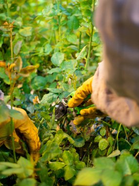 women care about beautiful roses while working in greenhouse. worker carrying bunches of fresh roses she growing them in greenhouse