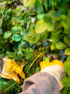 women care about beautiful roses while working in greenhouse. worker carrying bunches of fresh roses she growing them in greenhouse