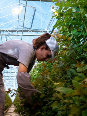 Güllerle çalışan bir kadın serada çalışırken onları rafa koyuyor serada gül kesen bir kadın. Kadın günü. 8 Mart