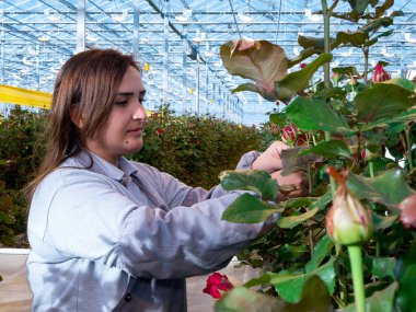 Güllerle çalışan bir kadın serada çalışırken onları rafa koyuyor serada gül kesen bir kadın. Kadın günü. 8 Mart