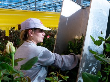 women care about beautiful roses while working in greenhouse. worker carrying bunches of fresh roses she growing them in greenhouse