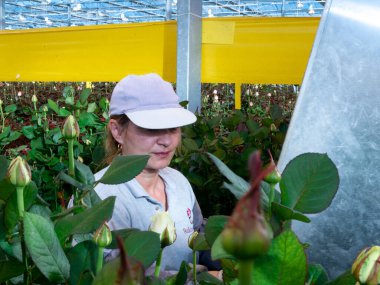 women care about beautiful roses while working in greenhouse. worker carrying bunches of fresh roses she growing them in greenhouse