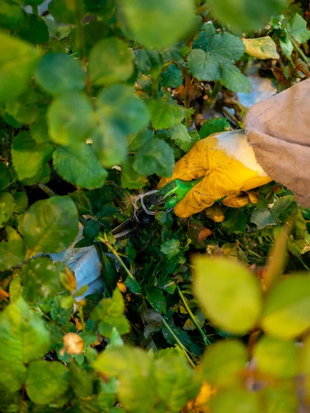 women care about beautiful roses while working in greenhouse. worker carrying bunches of fresh roses she growing them in greenhouse
