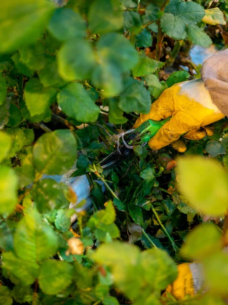 women care about beautiful roses while working in greenhouse. worker carrying bunches of fresh roses she growing them in greenhouse