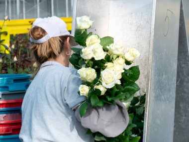 Güllerle çalışan bir kadın serada çalışırken onları rafa koyuyor serada gül kesen bir kadın. Kadın günü. 8 Mart