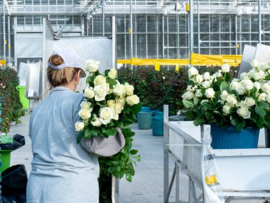 women care about beautiful roses while working in greenhouse. worker carrying bunches of fresh roses she growing them in greenhouse