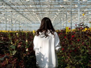 women care about beautiful roses while working in greenhouse. worker carrying bunches of fresh roses she growing them in greenhouse