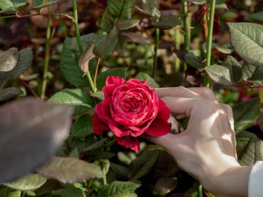 Kadın eli bahçede kırmızı bir gül tutuyor.