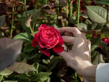 female hand holding a bunch of roses
