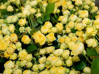 Bouquet of  roses flowers. Bouquet of roses. red, yellow, white flowers