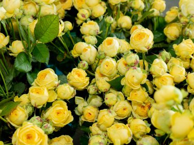 Bouquet of  roses flowers. Bouquet of roses. red, yellow, white flowers