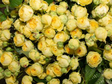 Bouquet of  roses flowers. Bouquet of roses. red, yellow, white flowers