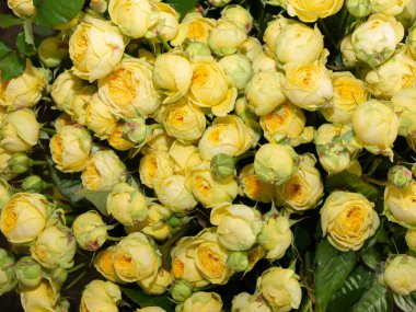 Bouquet of  roses flowers. Bouquet of roses. red, yellow, white flowers