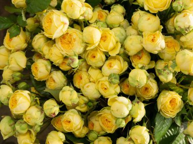 Bouquet of  roses flowers. Bouquet of roses. red, yellow, white flowers