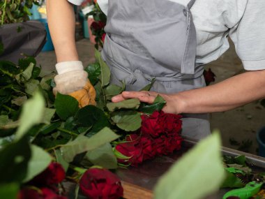 Güllerle çalışan bir kadın serada çalışırken onları rafa koyuyor serada gül kesen bir kadın. Kadın günü. 8 Mart