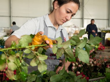 Güllerle çalışan bir kadın serada çalışırken onları rafa koyuyor serada gül kesen bir kadın. Kadın günü. 8 Mart