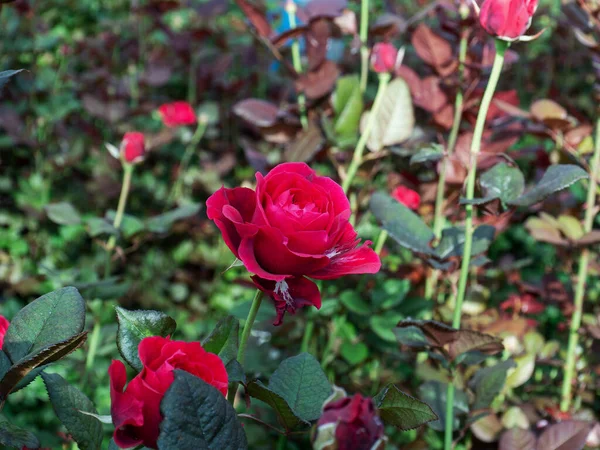 Vista Prospectiva Estufa Com Rosas Vermelhas Interior Rosas Plantação Crescendo — Fotografia de Stock