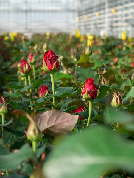Перспективний Вид Теплицю Червоними Трояндами Всередині Рослинні Троянди Ростуть Всередині Ліцензійні Стокові Зображення