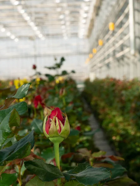Perspektywa Szklarni Czerwonymi Różami Środku Róże Plantacyjne Rosnące Wewnątrz Szklarni Zdjęcia Stockowe bez tantiem