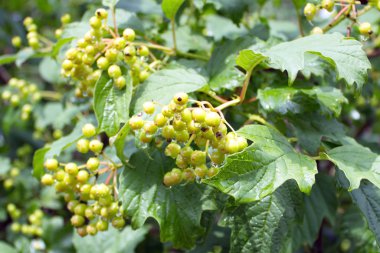 demet yeşil meyveler