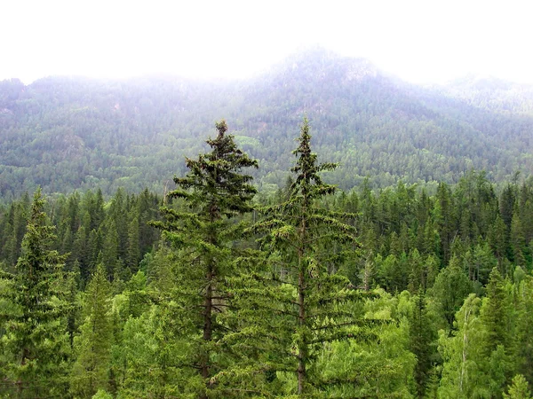 Bergen altai — Stockfoto