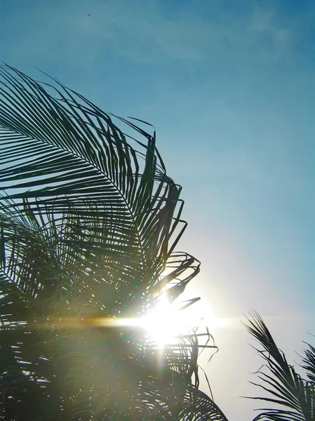 Palmeiras tropicais — Fotografia de Stock