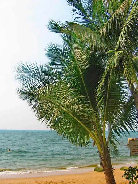 Palmiers tropicaux — Photo