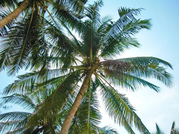 Palmiers tropicaux — Photo