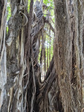 Gün ışığında büyük kökleri olan banyan ağacı. Doğal incir ağacı.