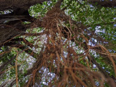 Gün ışığında büyük kökleri olan banyan ağacı. Doğal incir ağacı.