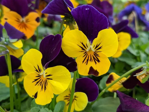 Viola Tricolor Flower Blooming Purple Yellow Leaves Blossom — Stock Photo, Image