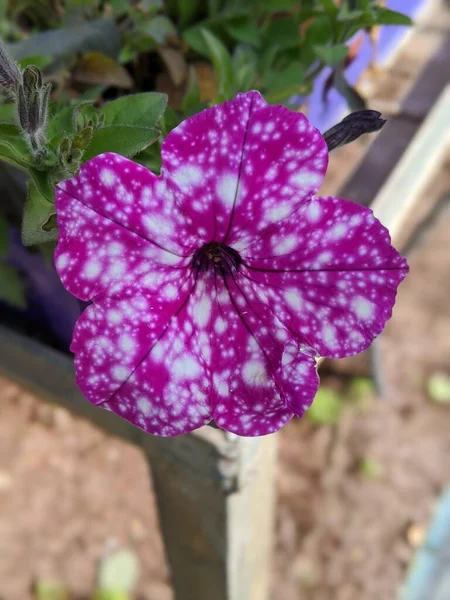 Purple Virgo Petunia Flor Cerca Flor Hermosa Violeta Colorido Florecimiento — Foto de Stock