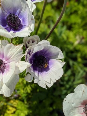 Anemone koronaria beyaz ve mor çiçekler içinde bal arısı çiçek açıyor. Beyaz gelincik şakayığı yakın çekim.