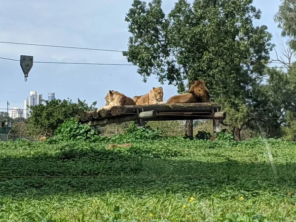 Löwe Und Zwei Löwenkatzen Auf Holzrampe Zoogarten Wildtierschutz — Stockfoto