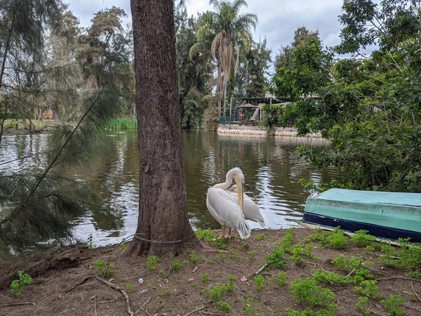Pelican Great White Pelecanus Onocrotalus Water Bird Standing Lake Shore — Stock Photo, Image