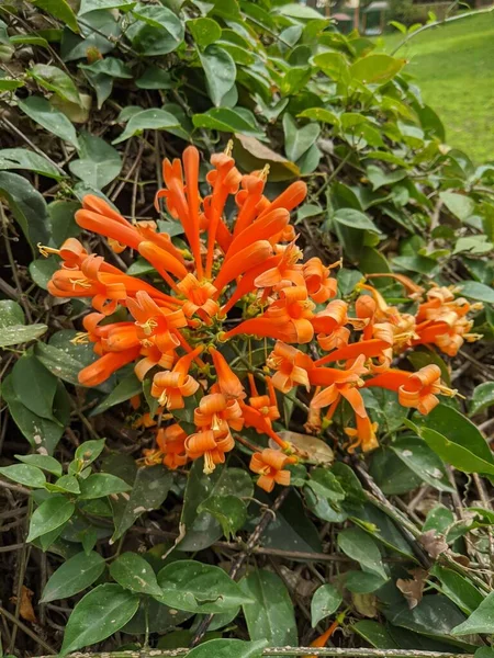 Orange Trumpet Flower Blooming Plant Pyrostegia Venusta Flowers — Stock Photo, Image