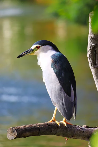 The bird sitting on the branch